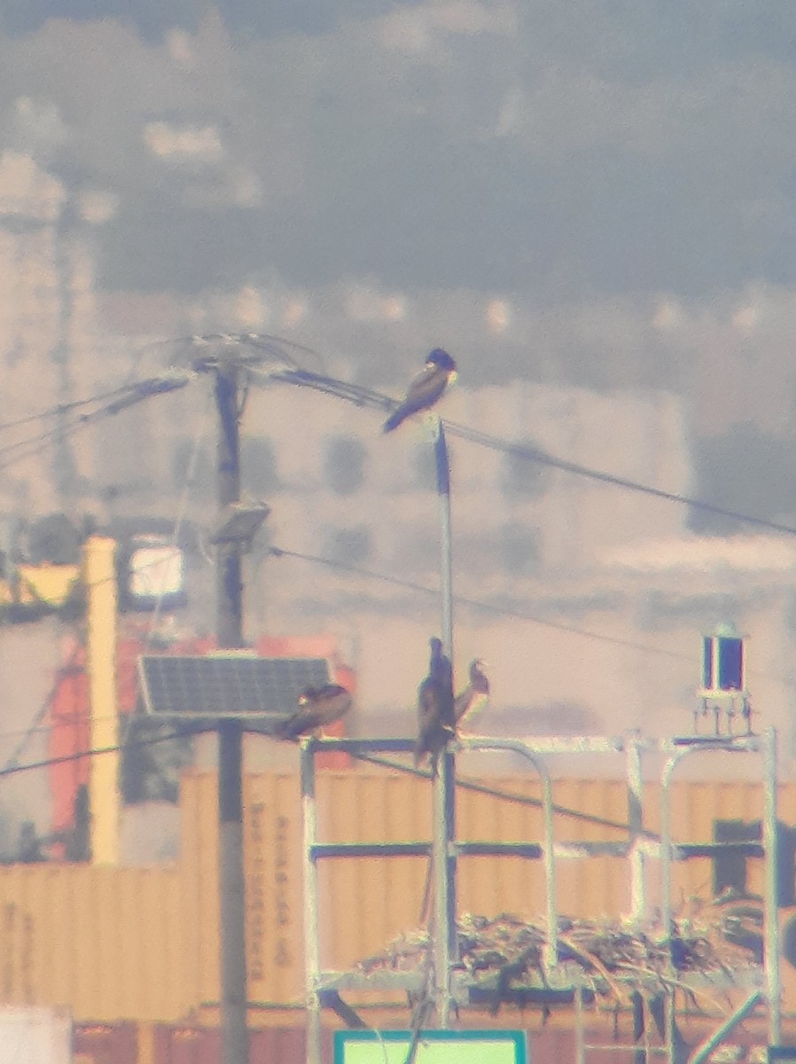 Brown Booby - ML643007278