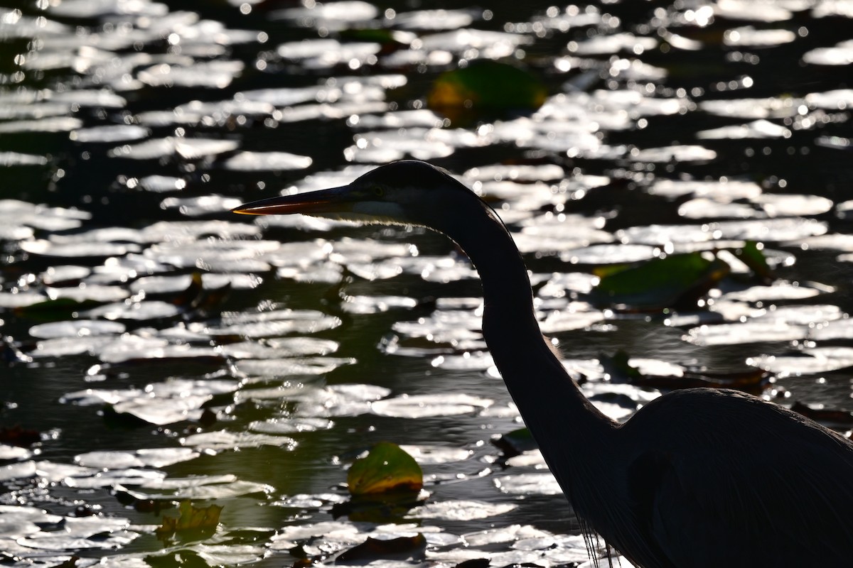 Great Blue Heron - ML643007286