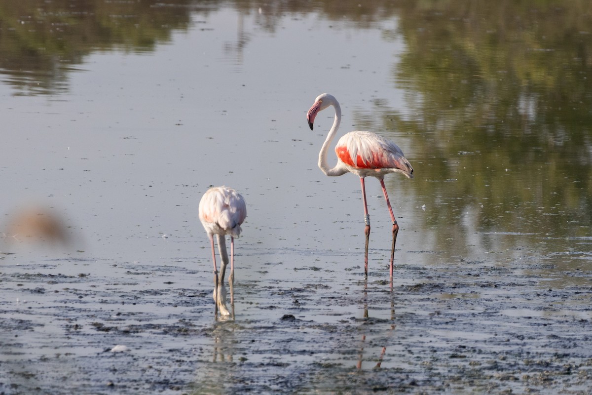 rosenflamingo - ML643007309