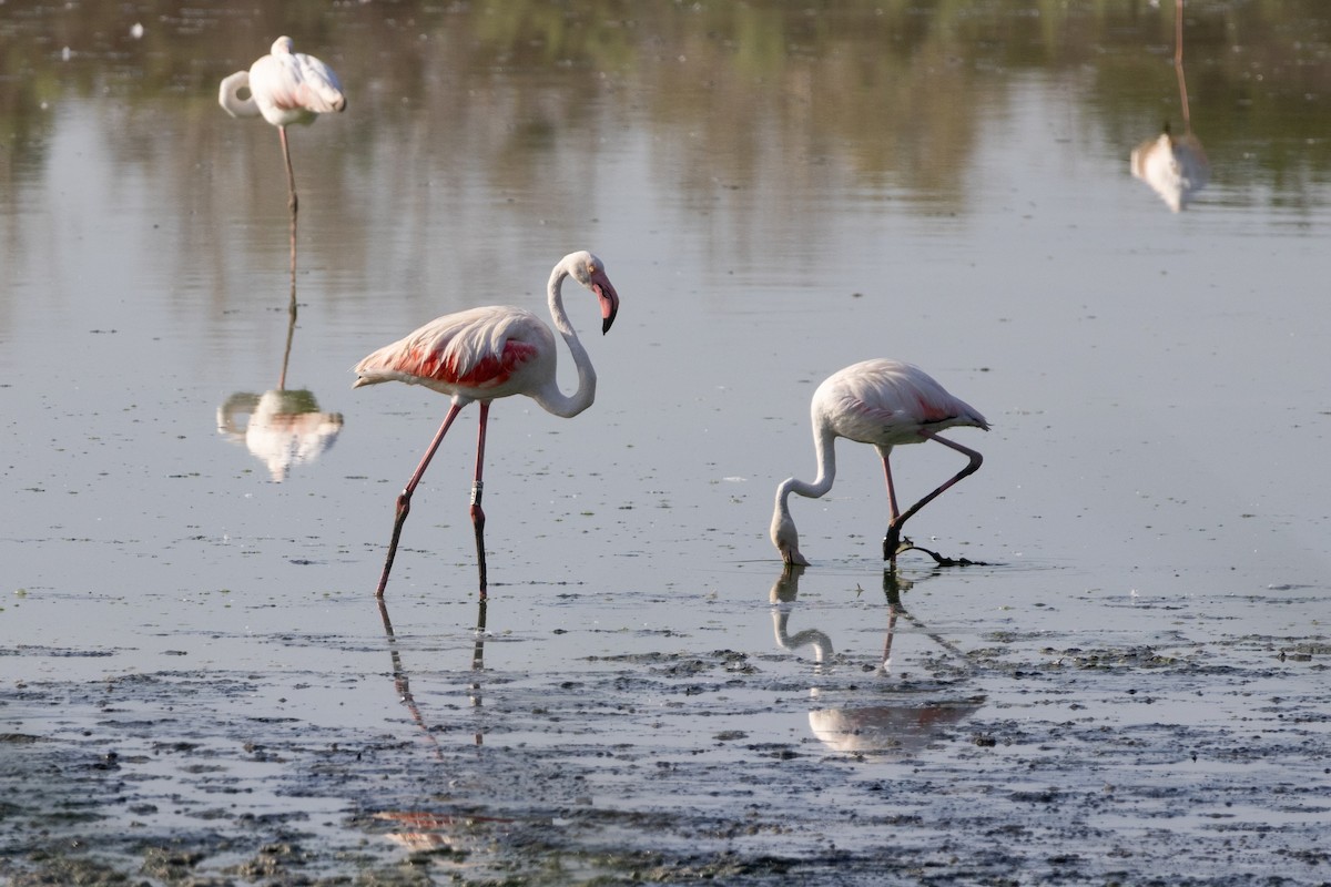 rosenflamingo - ML643007310
