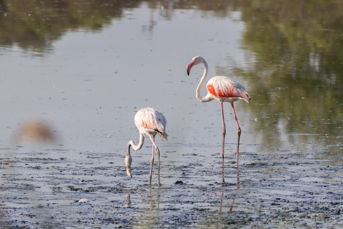 rosenflamingo - ML643007312