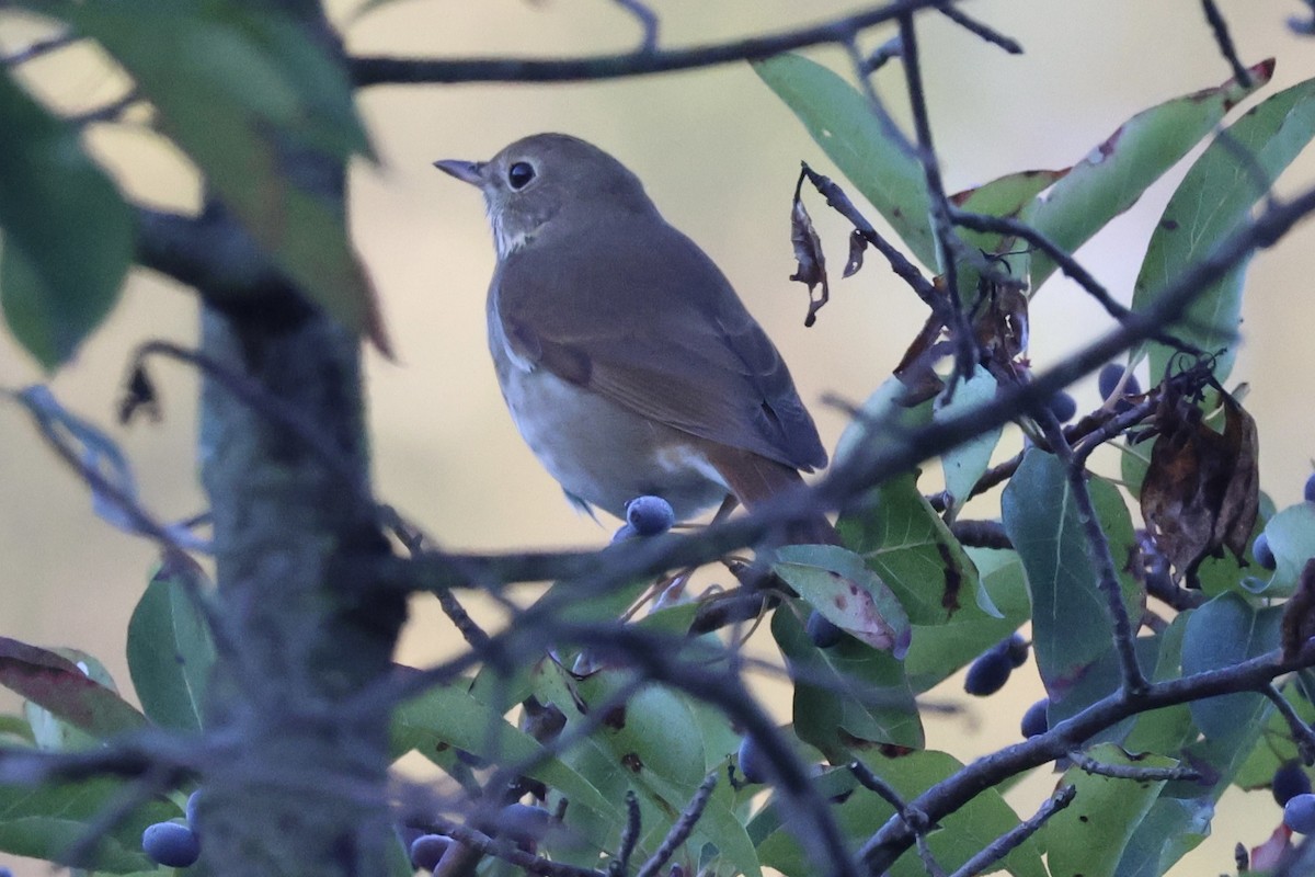 drozd rezavoocasý - ML643007315