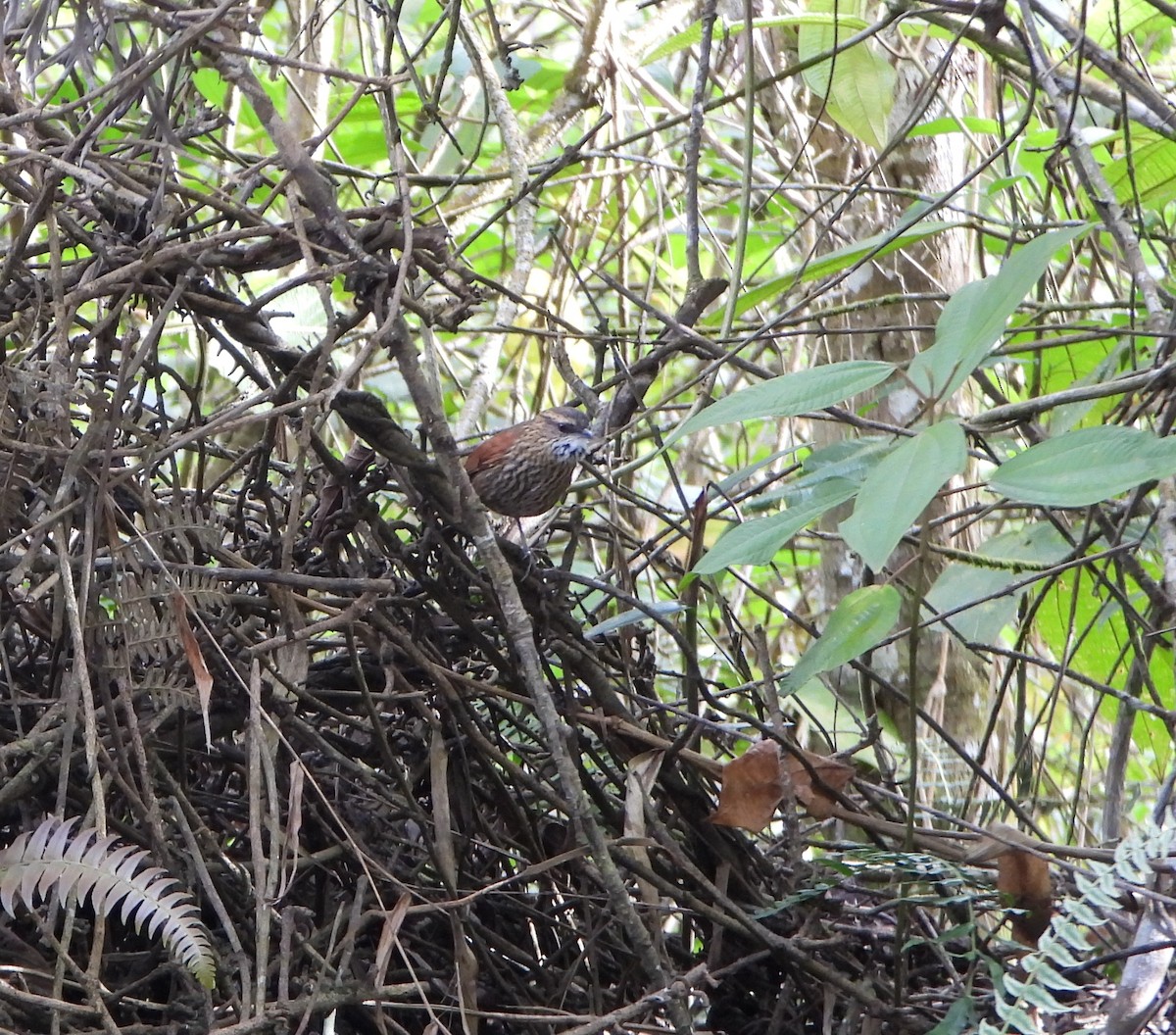 Stripe-breasted Spinetail - ML643007359