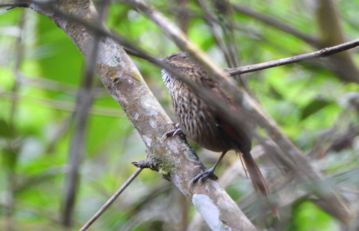 Stripe-breasted Spinetail - ML643007361