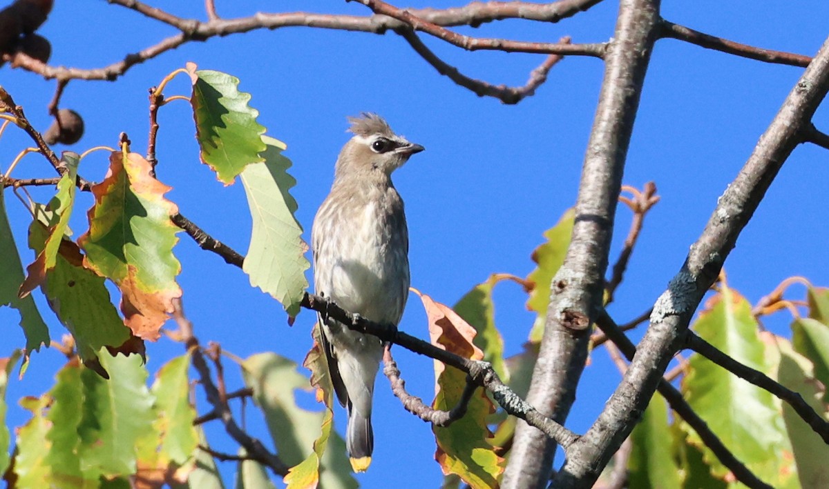 Cedar Waxwing - ML643007370