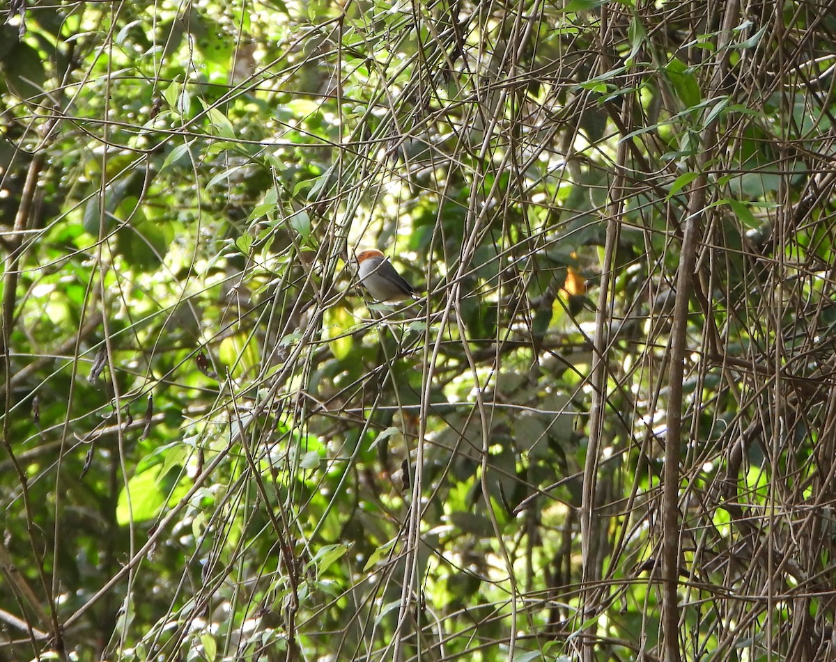 Fulvous-headed Tanager - ML643007374
