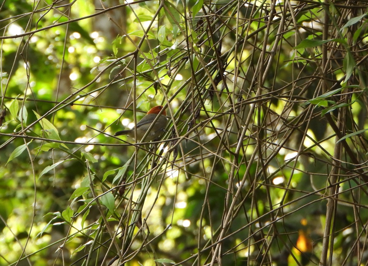 Fulvous-headed Tanager - ML643007375