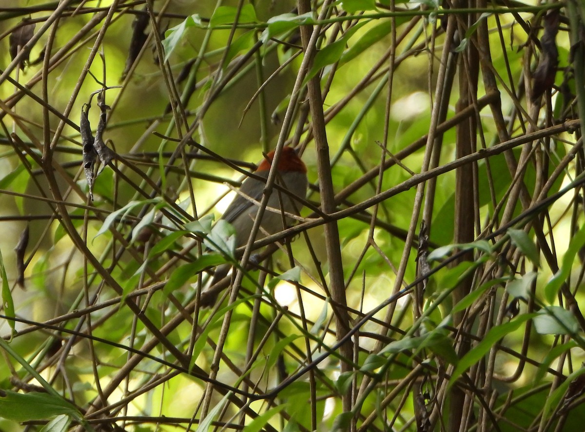 Fulvous-headed Tanager - ML643007377