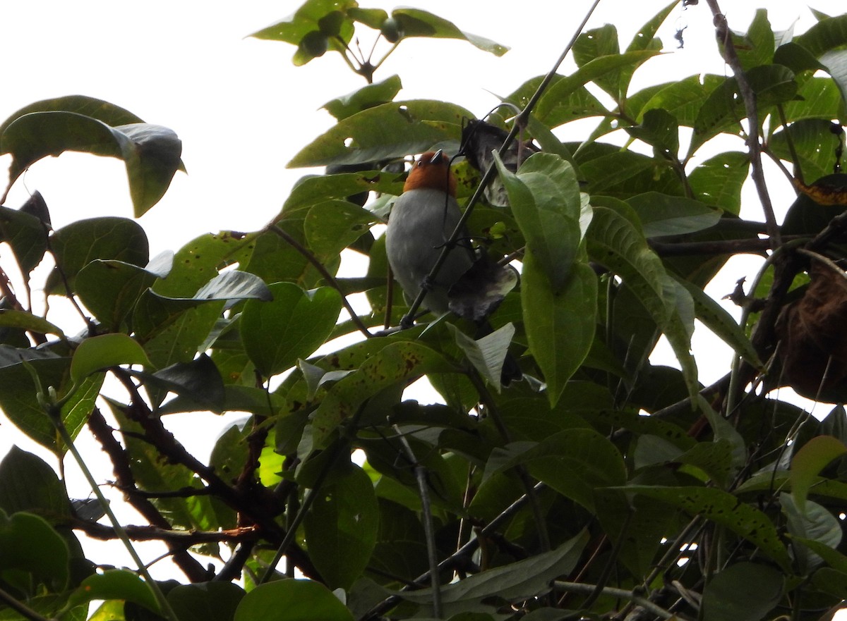 Fulvous-headed Tanager - ML643007378
