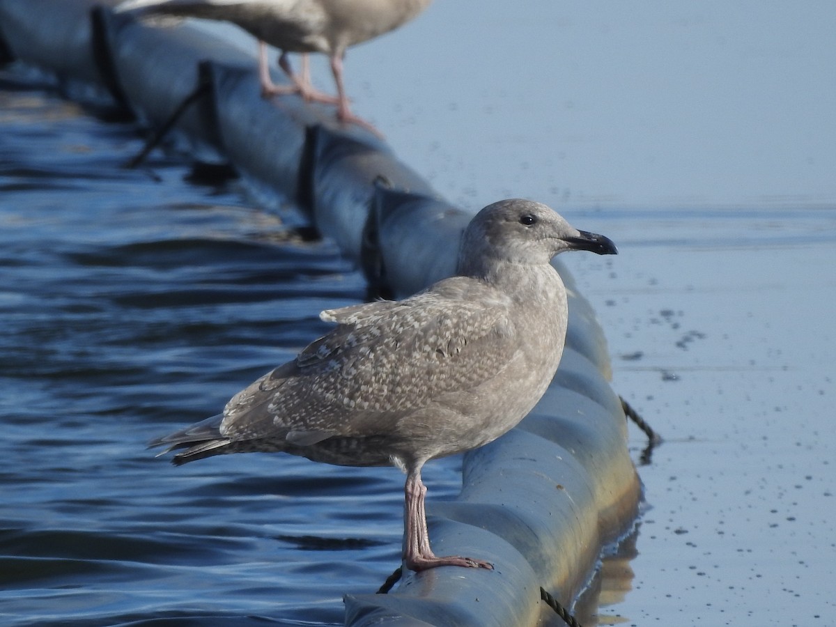 Glaucous-winged Gull - ML643007380