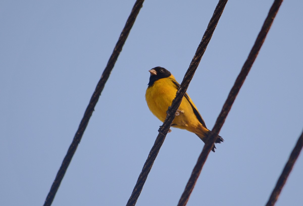 Hooded Siskin - ML643007381