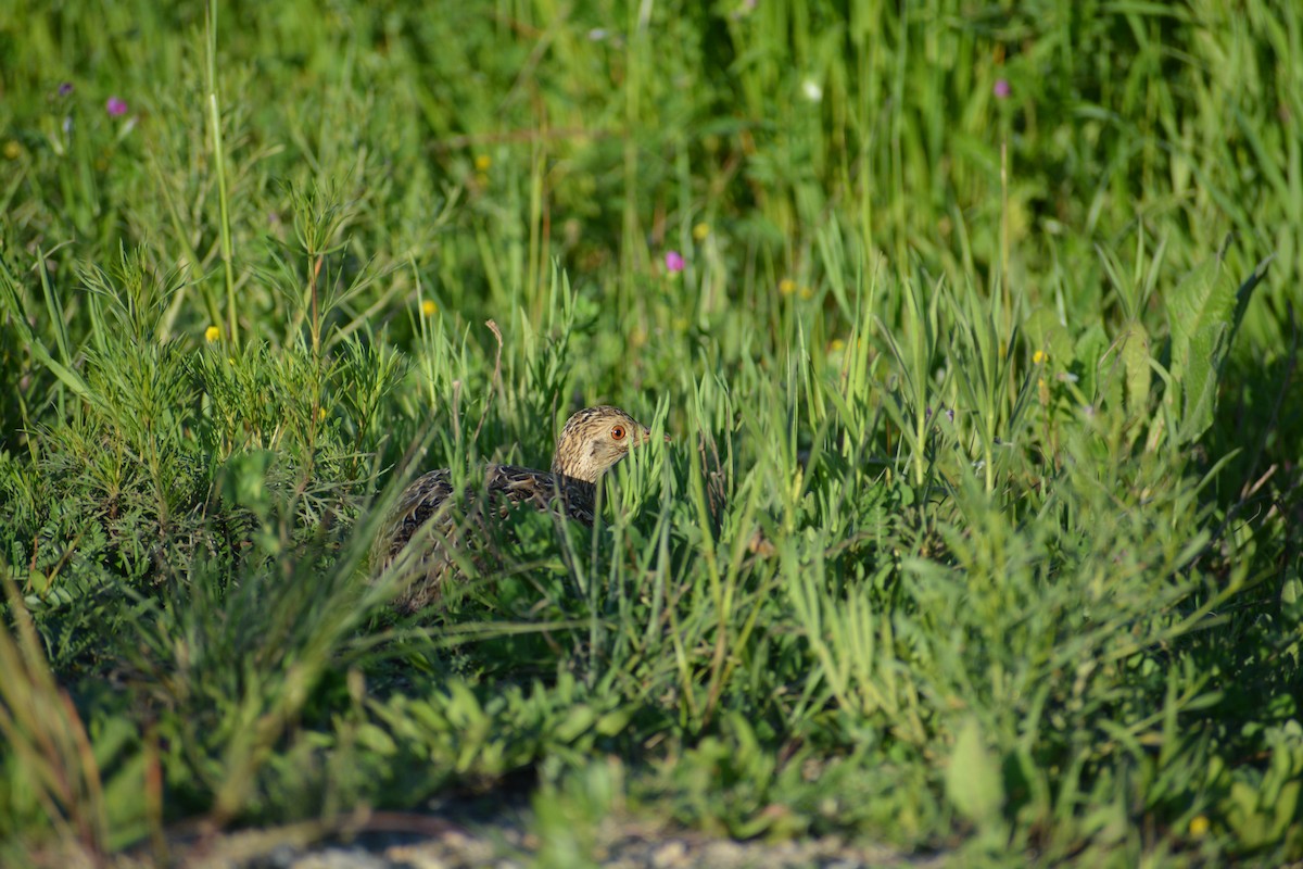 Spotted Nothura - ML643007383