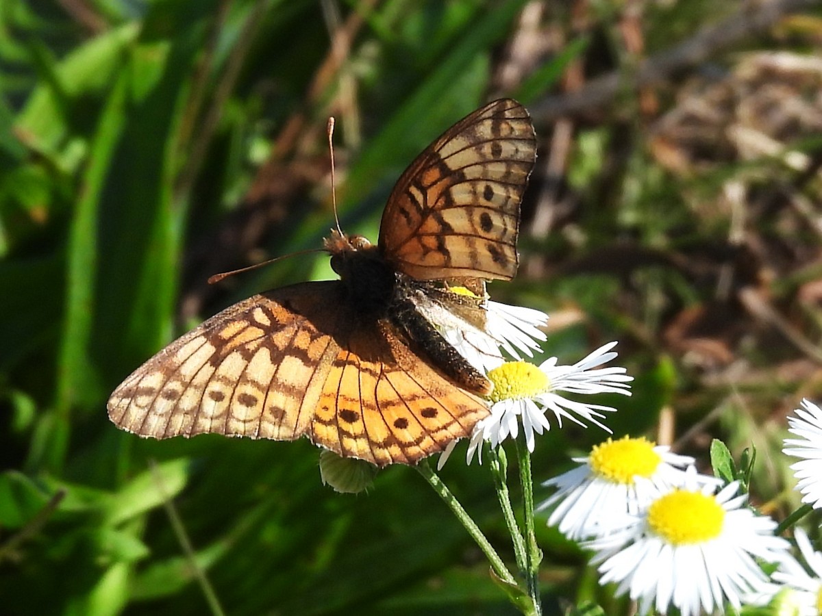 Animals - ML643007391