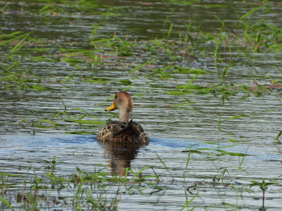 Canard à queue pointue - ML643007393