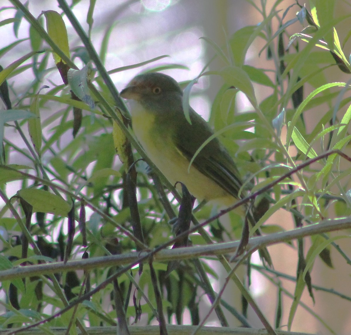 Rufous-browed Peppershrike - ML643007398