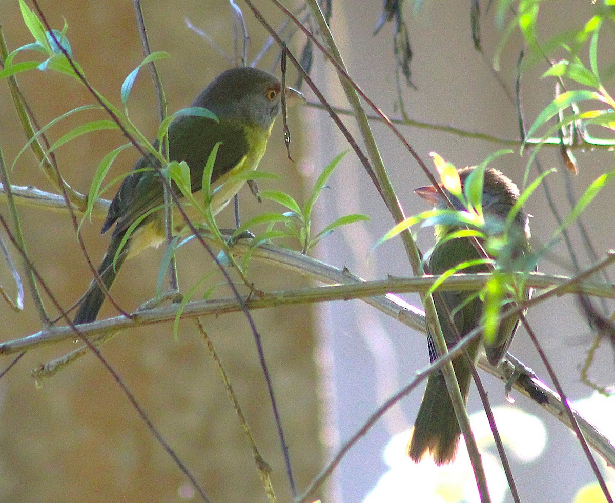 Rufous-browed Peppershrike - ML643007399