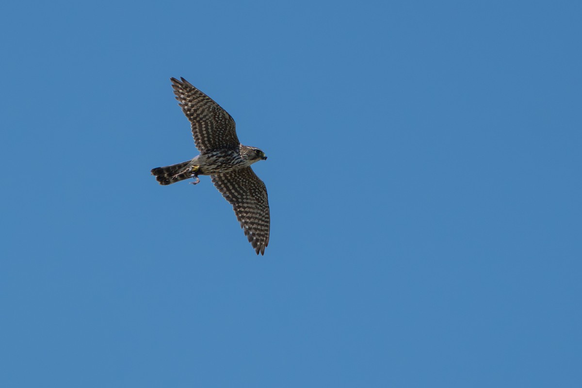 Merlin - ML643007403