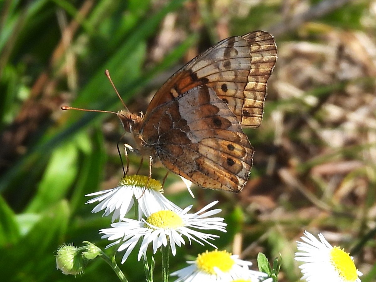 Animals - ML643007409