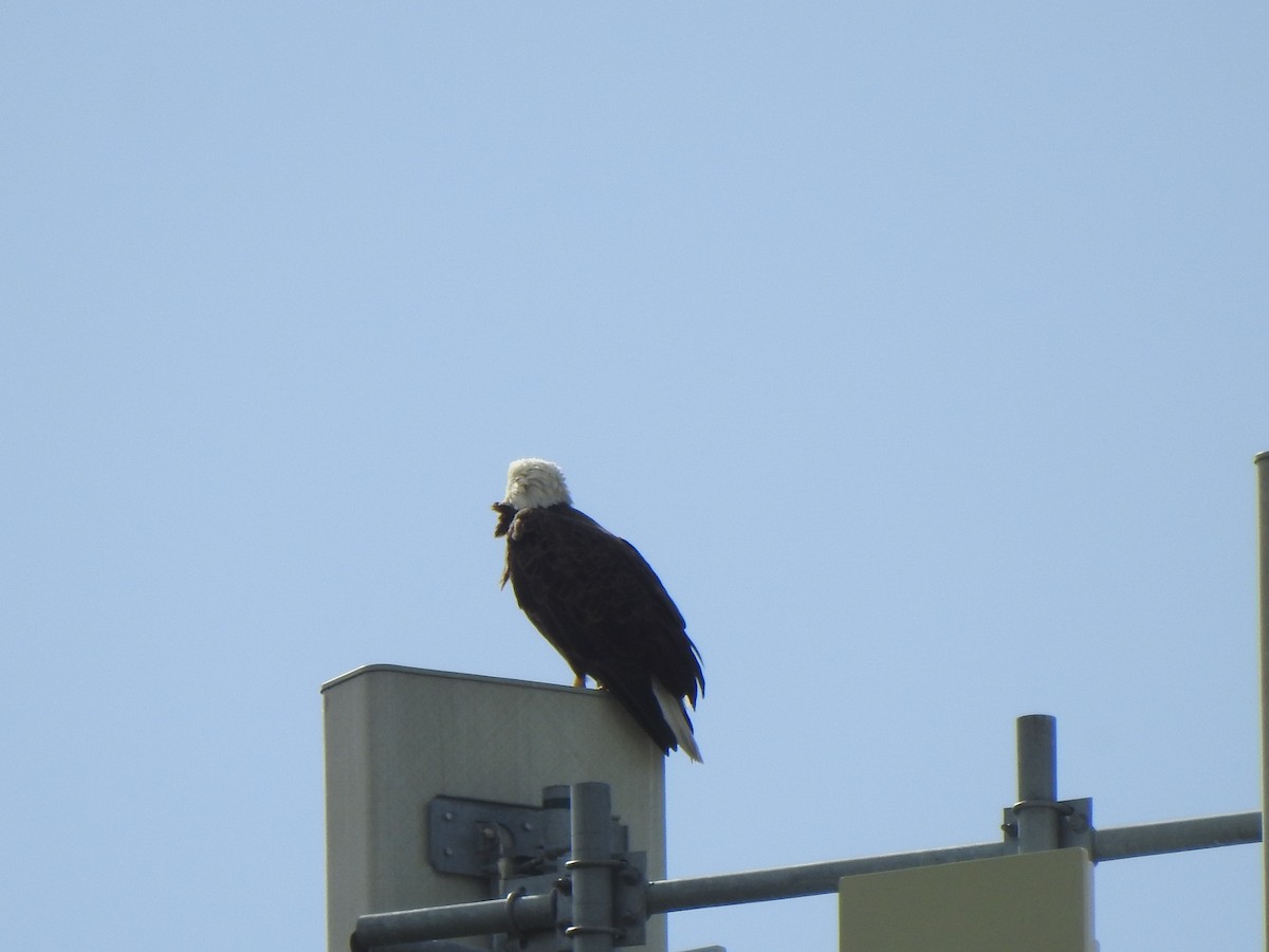 Weißkopf-Seeadler - ML643007424