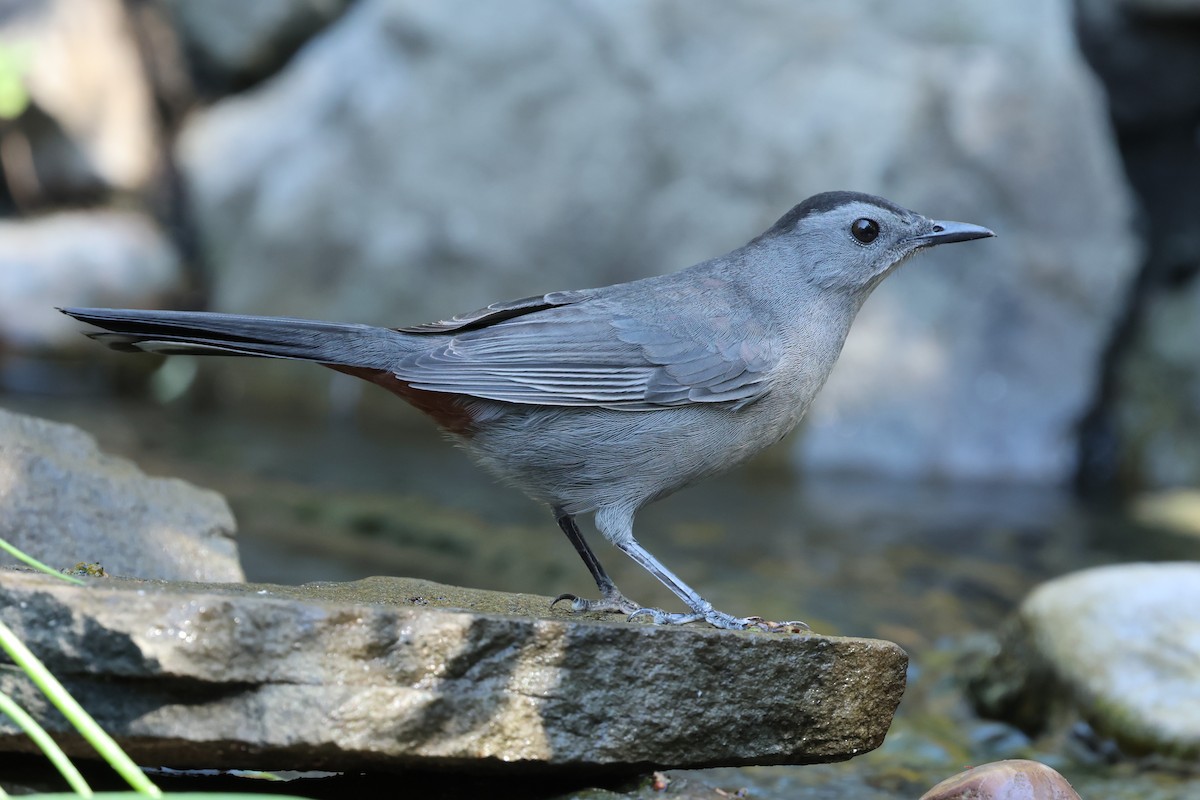 Gray Catbird - ML643007432