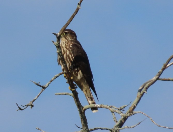 Merlin - ML643007436
