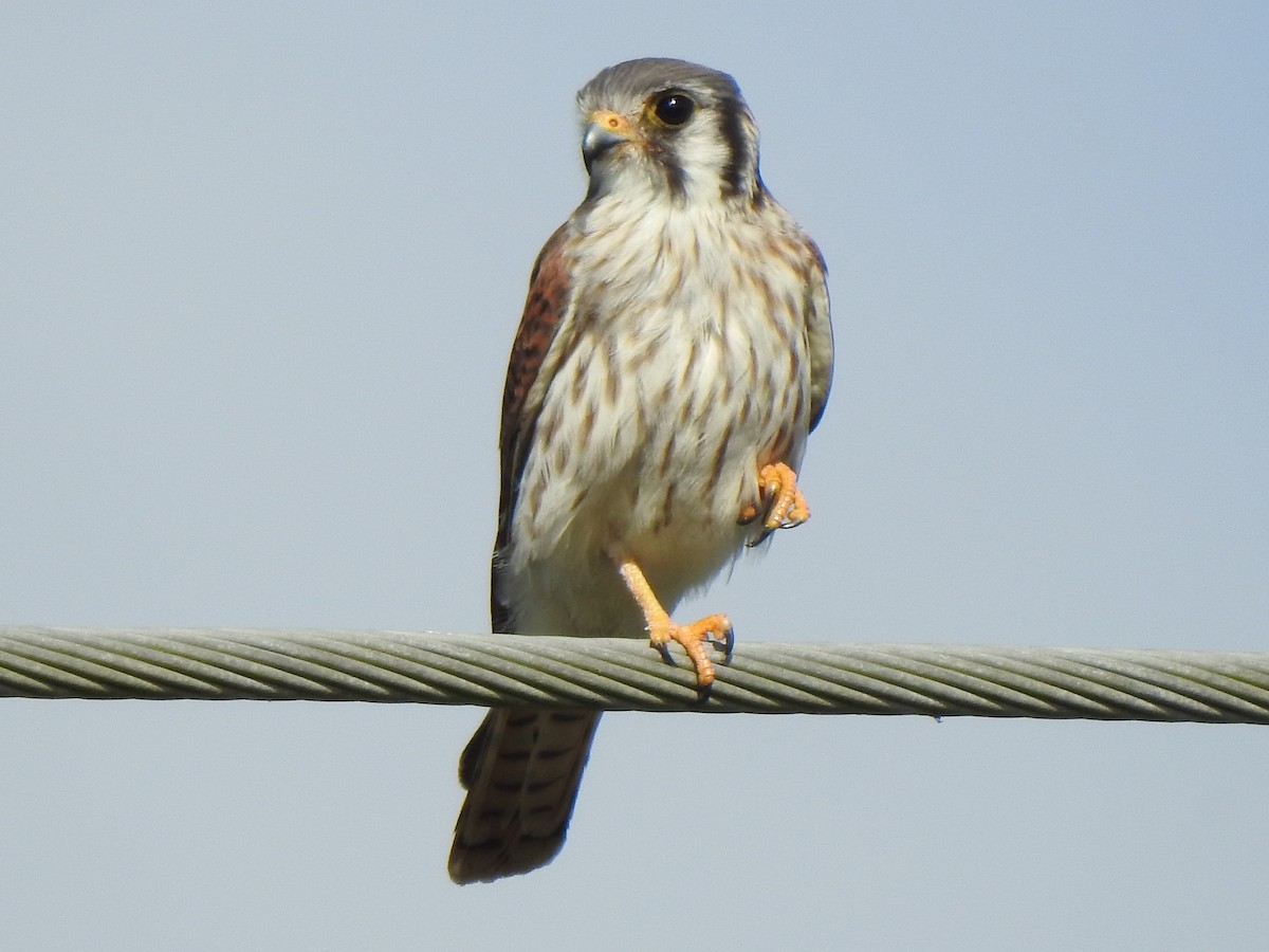 Buntfalke - ML643007440