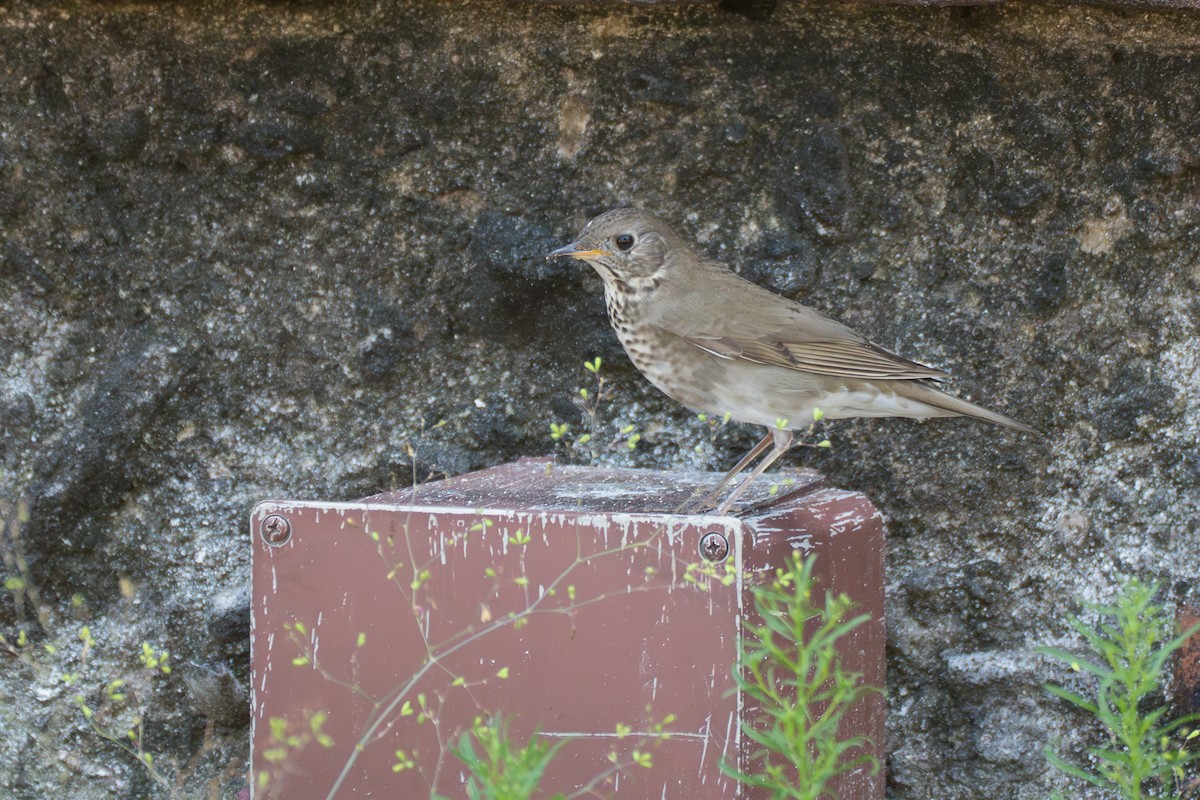 Grauwangen-Musendrossel - ML643007448