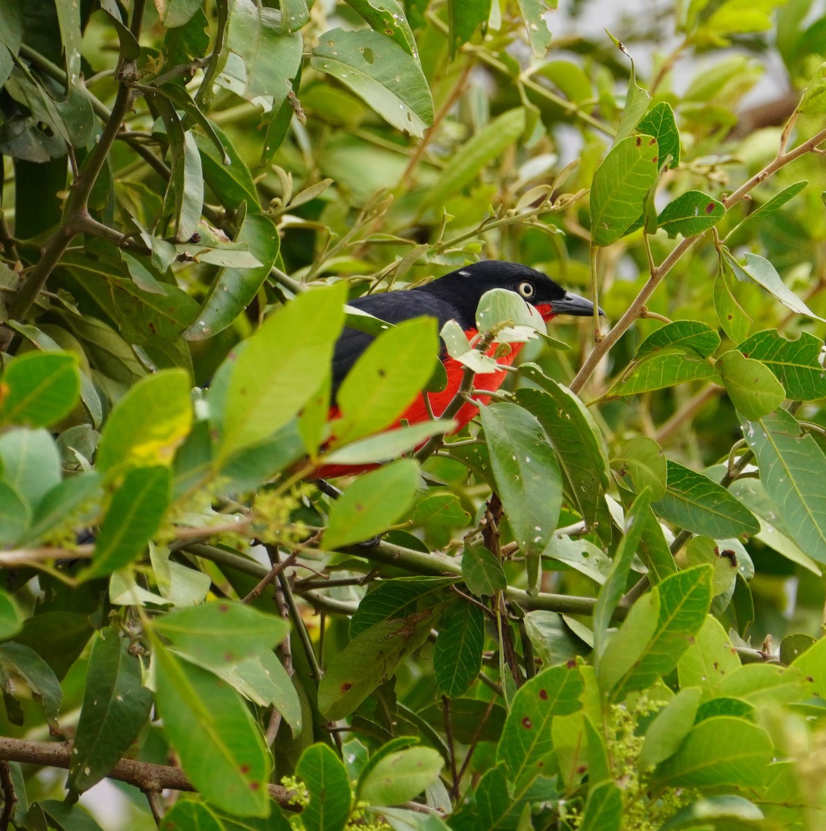 Black-headed Gonolek - ML643007472