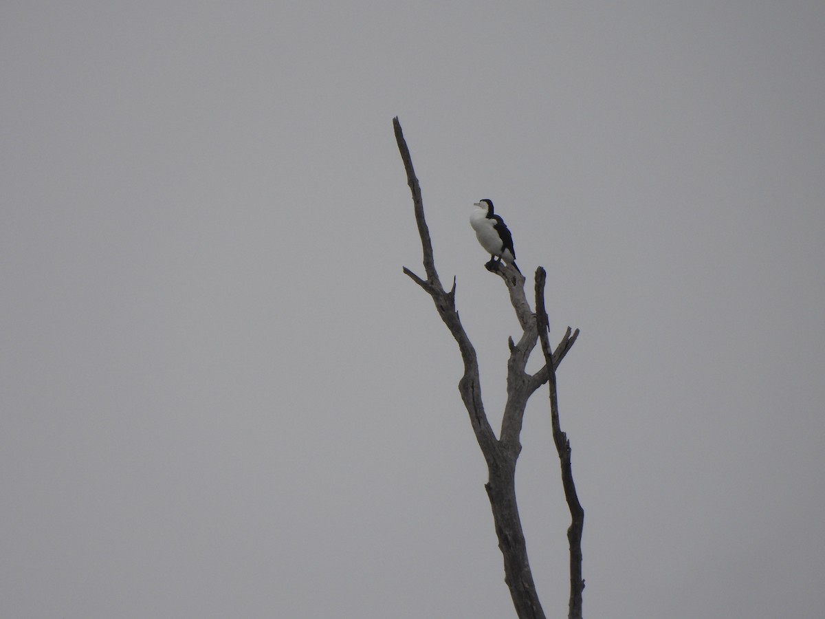 Pied Cormorant - ML643007482