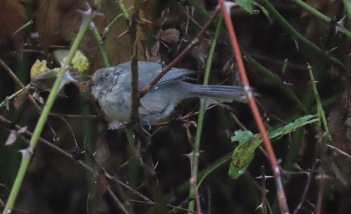 Bushtit - ML643007489