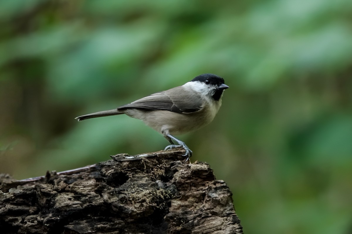 Черноголовая гаичка - ML643007491