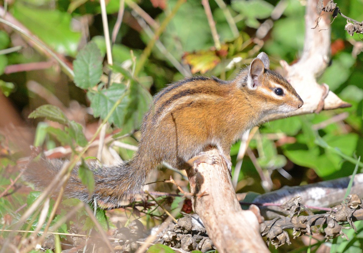Townsend's Chipmunk - ML643007493