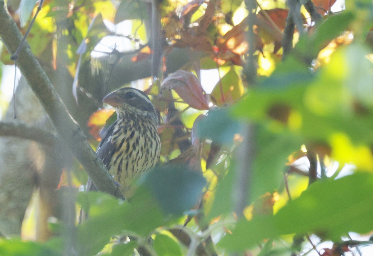 Rose-breasted Grosbeak - ML643007506