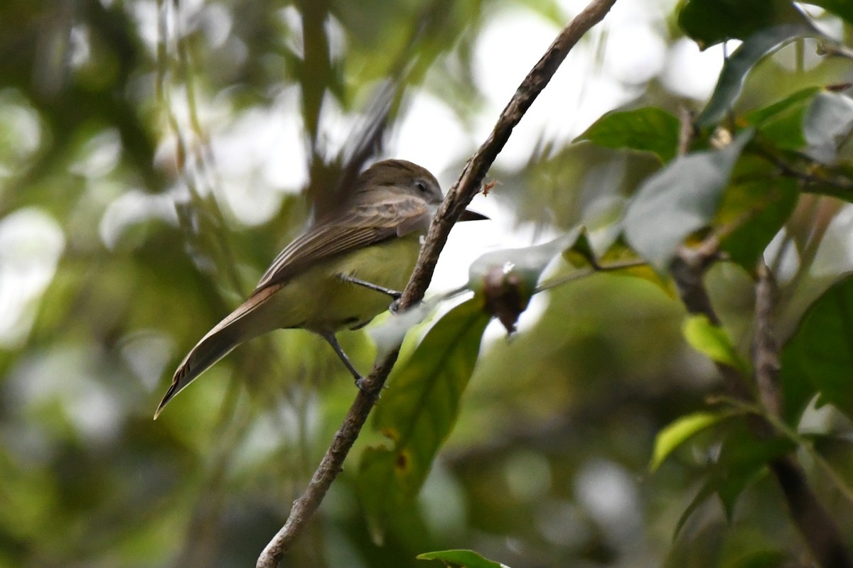 Brown-crested Flycatcher - ML643007513