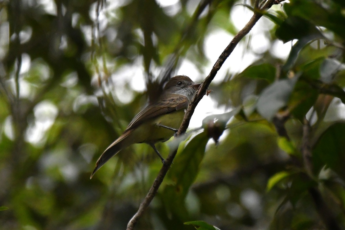 Brown-crested Flycatcher - ML643007514
