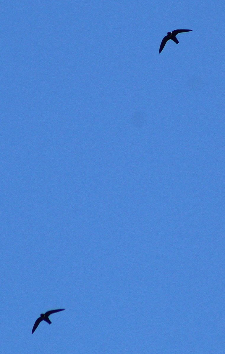 クビワアマツバメ - ML643007529