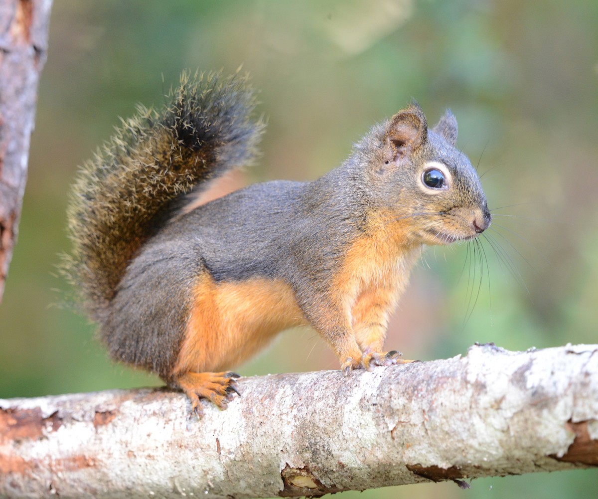 Douglas' Squirrel - ML643007544