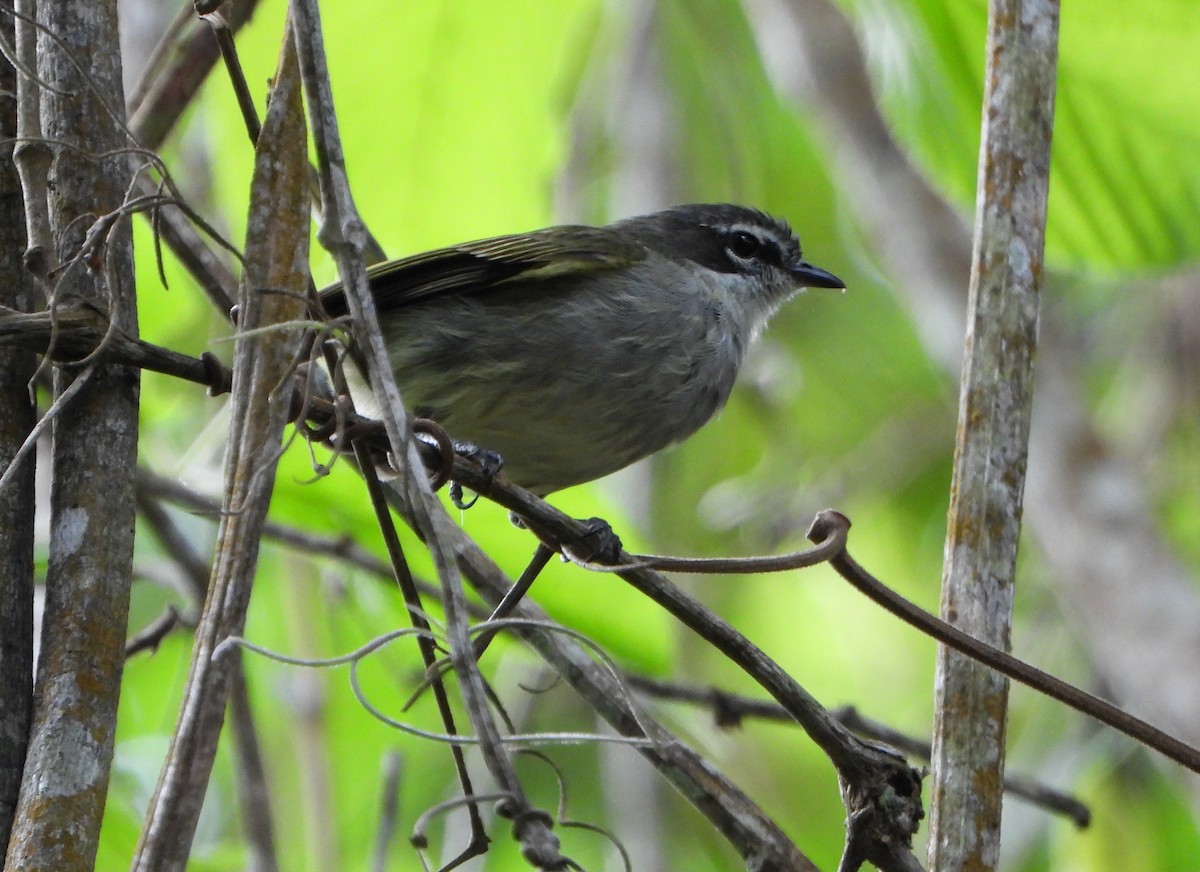 Venezuelan Tyrannulet - ML643007553