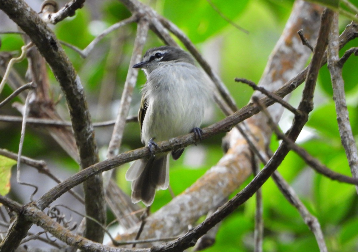 Venezuelan Tyrannulet - ML643007554