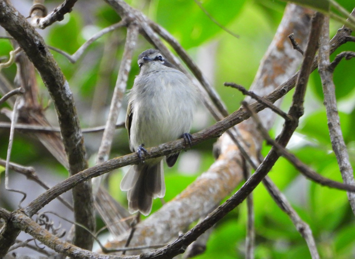 Venezuelan Tyrannulet - ML643007555