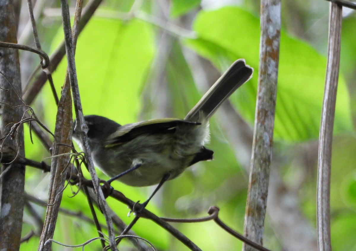 Venezuelan Tyrannulet - ML643007556