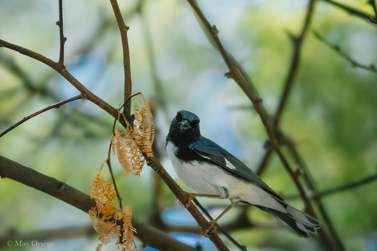 Blaurücken-Waldsänger - ML643007562