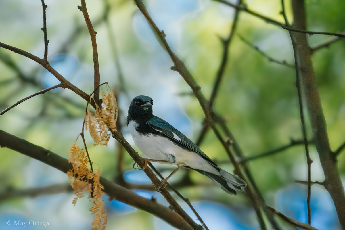 Blaurücken-Waldsänger - ML643007563