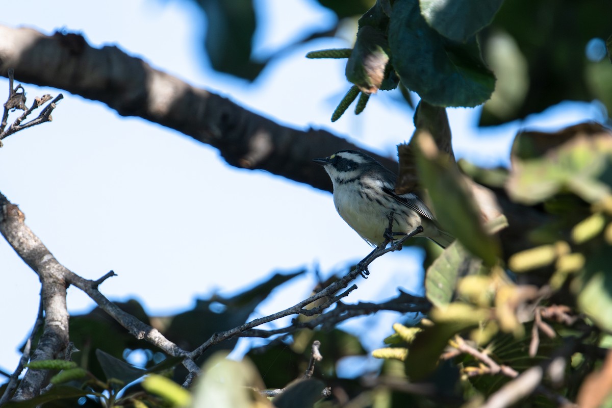 Black-throated Gray Warbler - ML643007593
