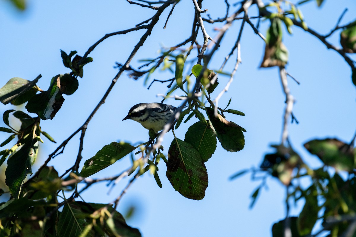 Black-throated Gray Warbler - ML643007594