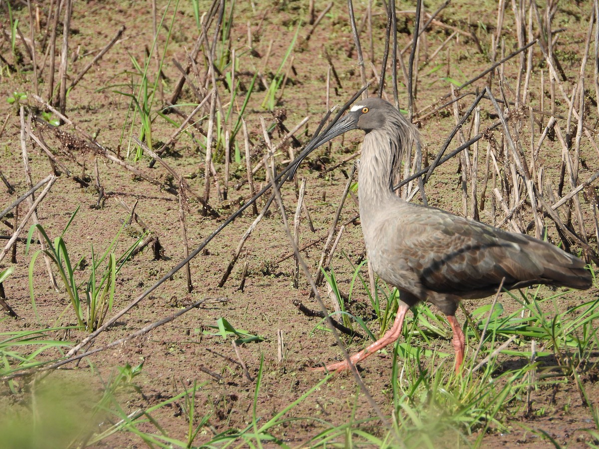 Plumbeous Ibis - ML643007598