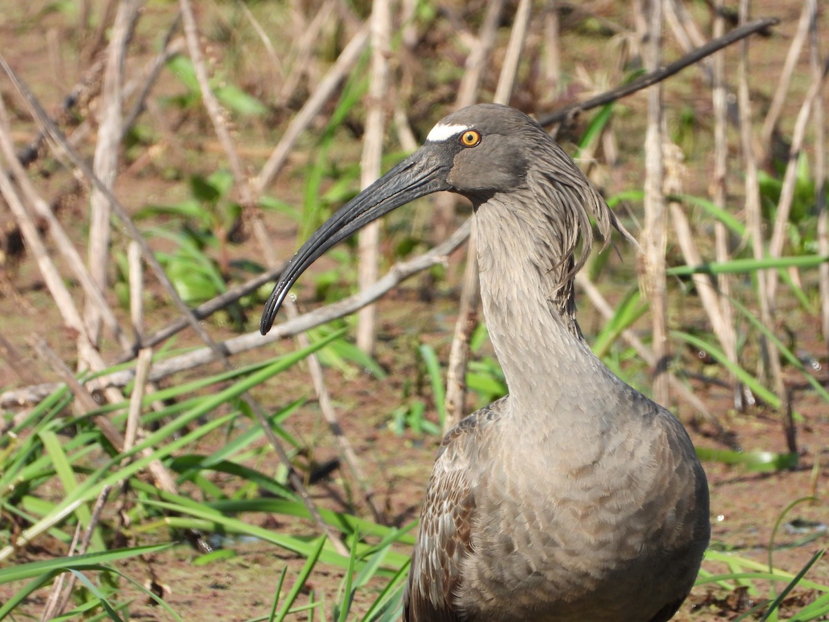 Plumbeous Ibis - ML643007599