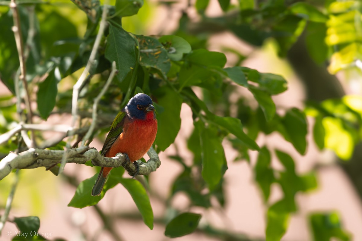 Papstfink - ML643007614