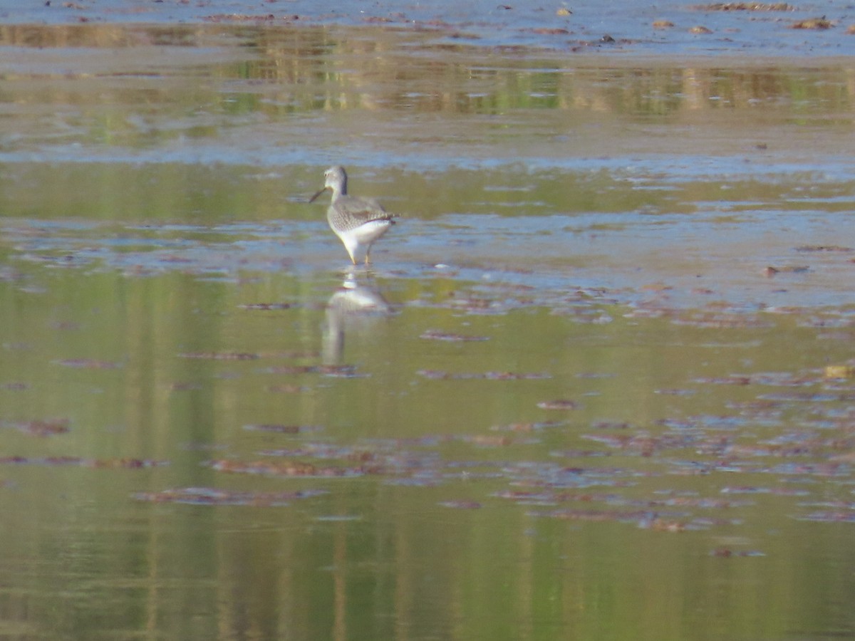 Greater Yellowlegs - ML643007621
