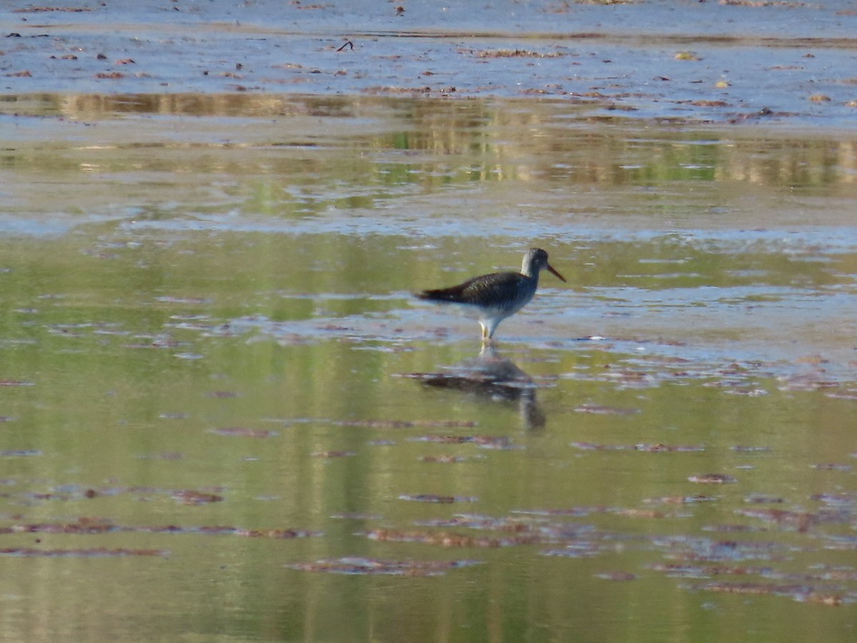 Greater Yellowlegs - ML643007622